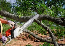 Best Firewood Processing and Delivery  in Due West, SC